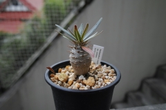 パキポディウム・カクチペス