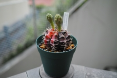 ギムノカリキウム・ミハノビッチ